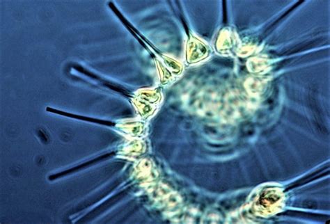 Phytoplankton What Is Characteristics Species Bioluminescent What Do They Eat