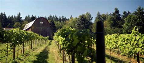 Fraser Valley Wine Region Of British Columbia Wine Bc