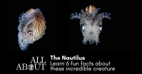 6 Fascinating Facts About The Nautilus Diving Liveaboard In Thailand