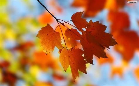 Autumn Leaves Hd Wallpapers Free Pictures On Greepx