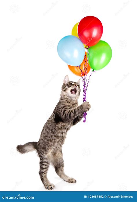 Cat Holding Balloons And Looking Up Isolated On White Background Stock