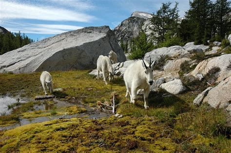 Alpine Lakes Mountain Goats Sweet Enchantments Alpine Flickr