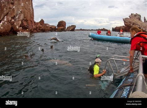 Snorkeling With Sea Lions Sea Of Cortez Mexico Stock Photo Alamy