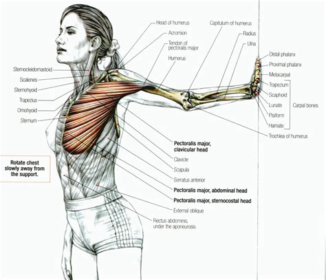 The other major structural tissues are cartilage and bone , which, like connective tissues proper, consist of cells embedded in an intercellular matrix. Stretch Pectoralis Major to correct forward shoulder posture | Health and Well Being | Pinterest ...