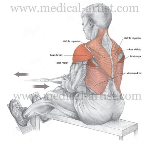 Seated Cable Row Aka Pulley Row Is A Great Back Exercise Its Easy