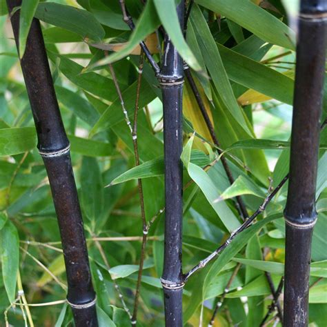 Phyllostachys Nigra Black Bamboo Mail Order Trees