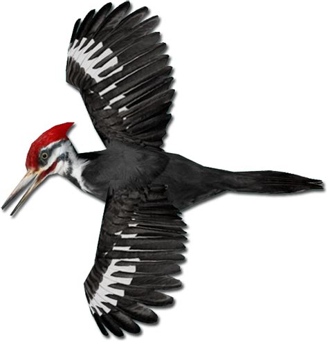 Woodpecker Png Pileated Woodpecker Png Clipart Large Size Png Image