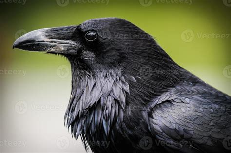 Common Raven Corvus Corax 706105 Stock Photo At Vecteezy