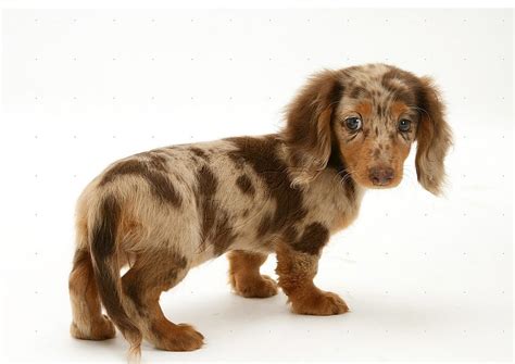 Cute Puppy Weiner Dogs Weenie Dog Hd Wallpaper Pxfuel