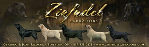 Around 1830, during travels to newfoundland, english sportsmen took a liking to the labrador retriever and brought some of the dogs back to england. Zinfndel Labradors Ohio Lab Breeders Labrador Retrievers