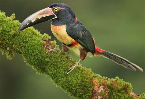 Beautiful Creatures 10 Rare Toucan Species
