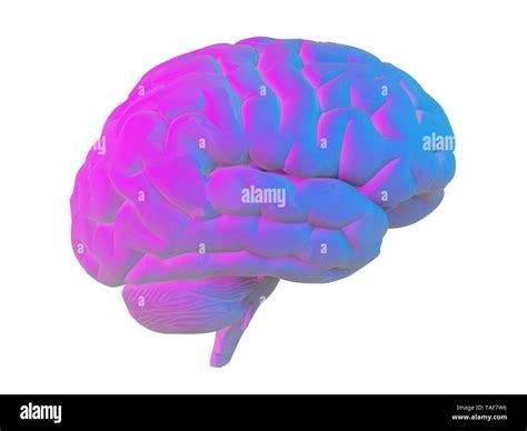 Human Brain In Blue Pink Tones Isolated On White 3d Rendering Stock