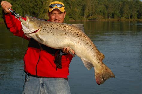 Potential World Record Brown Trout Caught In Michigans Big Manistee River