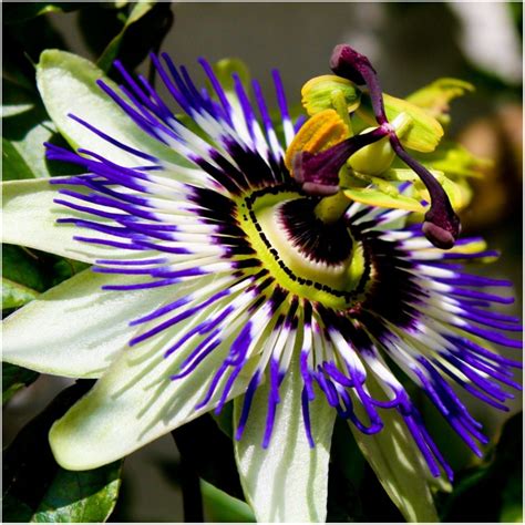 Blue Passion Flower Seed Passiflora Caerulea Price €225