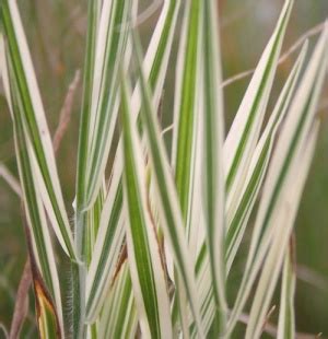 http://www.plantpref.co.uk/all-grasses/holcus-mollis-albovariegatus.html