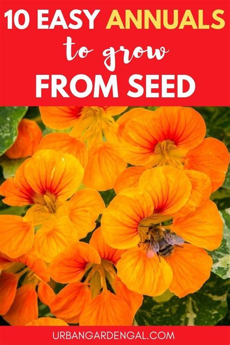10 Easy Annuals To Grow From Seed Growing Seeds Easiest Flowers To