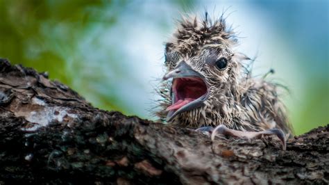 Animals Birds Wallpapers Hd Desktop And Mobile Backgrounds