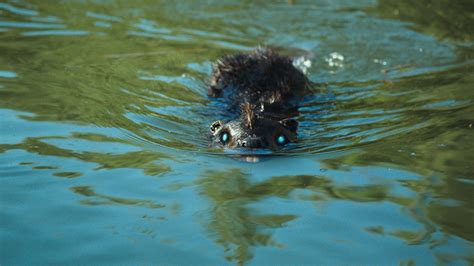 Zombeavers Film Review Hollywood Reporter