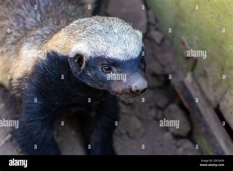 Honey Badger Stock Photo Alamy