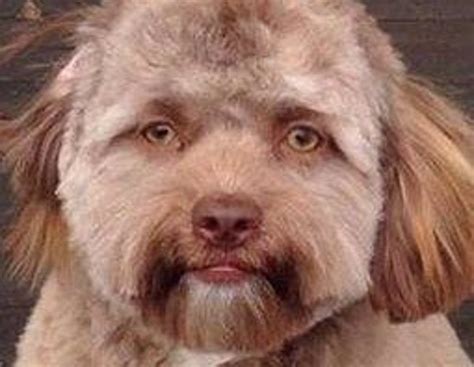 Bob El Perro Con Cara De Humano Que Ha Perturbado A Muchos En Internet