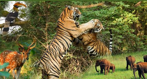 Wildlife Management In India Protecting Earths Endangered Species