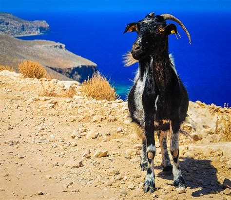 Κρι Κρι Kri Kri Crete Chania Greece Greece