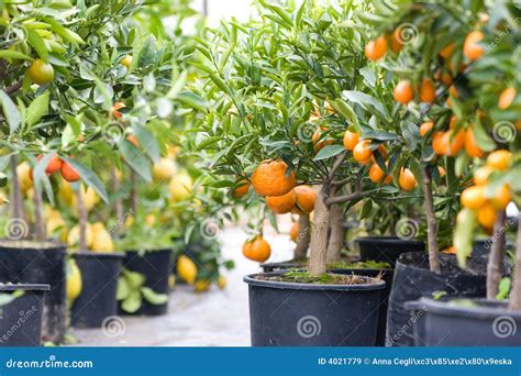 Citrus Garden Full Of Small Trees Stock Image Image Of Freshness