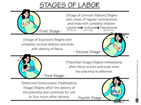 This can last anything from 2 hours to 24 hours. lulabelleismyshihtzu: Stages Of Labor | Tr-I-LIfe