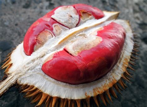 To date, 126 durian types have been registered with the department of agriculture in malaysia based on phenotypic characteristics. 10 Delectable Durian Dishes In Malaysia to Add To Your ...