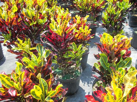 What is the best way to do this without completely shocking and killing this gorgeous. Croton Mamey - Pristine Landscapes Inc.