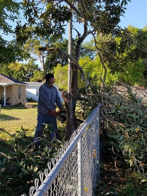 All of these belong to the rose family of plants and have similar characteristics. Decorative, Structural or Fruit Tree Pruning | Brown's ...