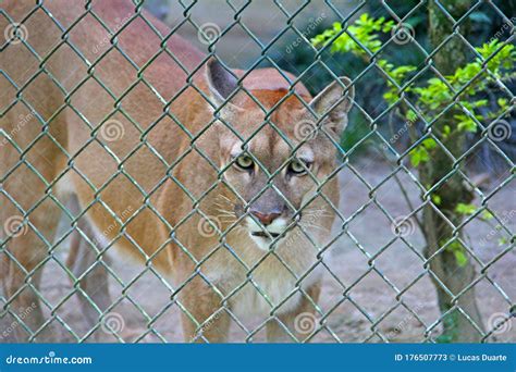 Animal Trapped In Zoo Cage Stock Image Image Of Petal 176507773