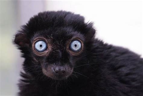21 Best Animals With Big Eyes Images On Pinterest Big