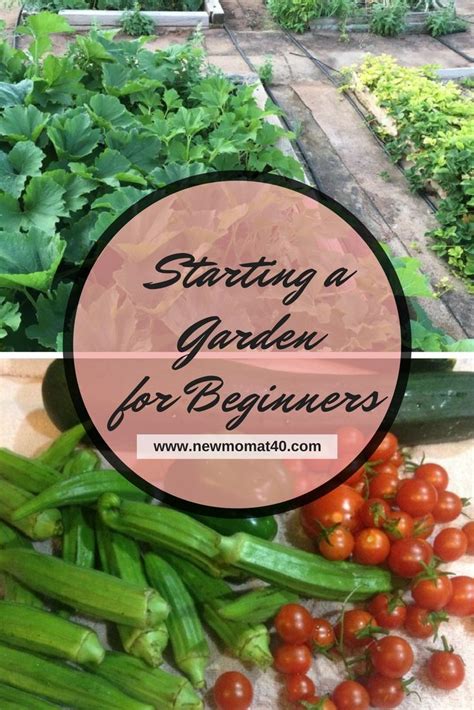 Starting A Garden For Beginners In 2020 Starting A Garden Gardening