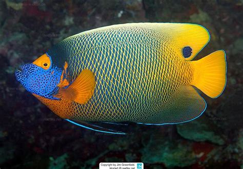 Pomacanthus Xanthometopon Yellowface Angelfish Blue Face Angelfish