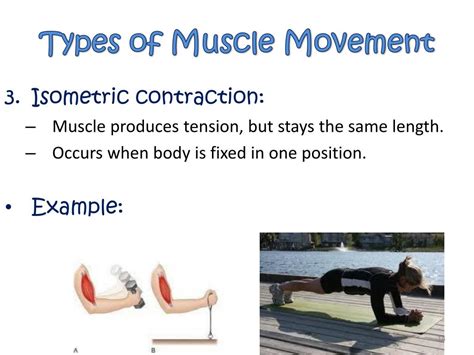 Ppt Muscular System Types Of Joint Movement Powerpoint Presentation