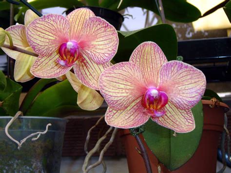 5 Essentials To Growing Orchids Indoors Plantscapers