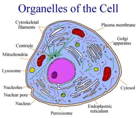 We did not find results for: Organelles