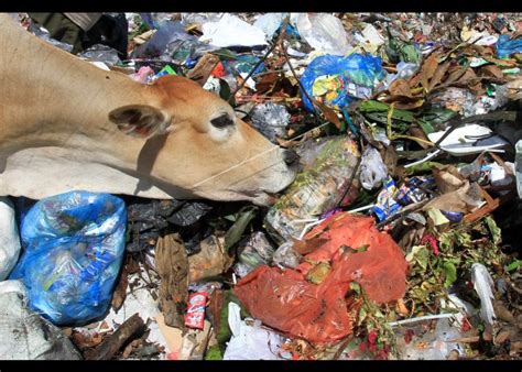 Sapi Makan Sampah | ANTARA Foto