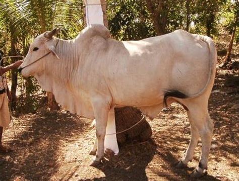 Peranakan turun sering terjadi pada wanita setelah melahirkan. Pengetahuan Umum Tentang Sapi