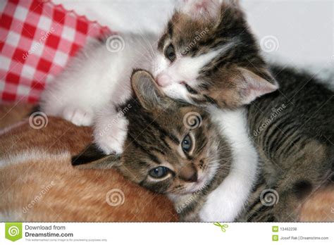 Two Cute Kittens Stock Photo Image Of Lying Parent