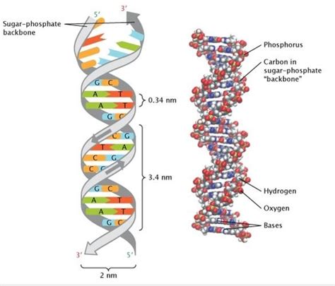 Figure 4 From Discovery Of Dna Structure And Function Watson And Crick