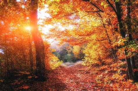 2560x1700 Autumn Forests Leaves Fall 5k Chromebook Pixel Hd 4k