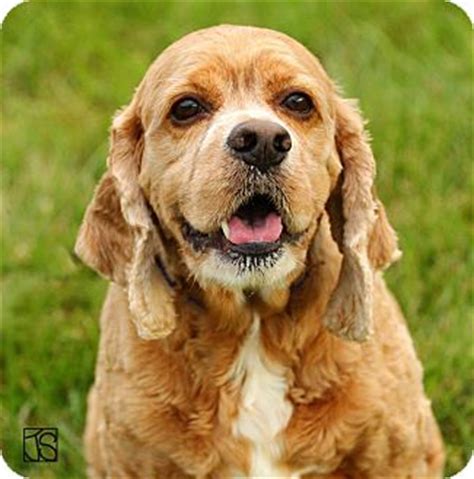 Then get ready to meet your new best friend! Lafayette, IN - Cocker Spaniel Mix. Meet Sammy a Dog for ...