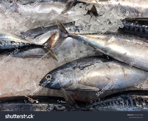 Baby Bonita Tuna Bullet Fish Whole Stock Photo 1723217350 Shutterstock