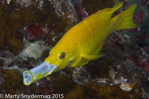 Slingjaw Wrasse By Marty Snyderman Reef Coralreef Ocean