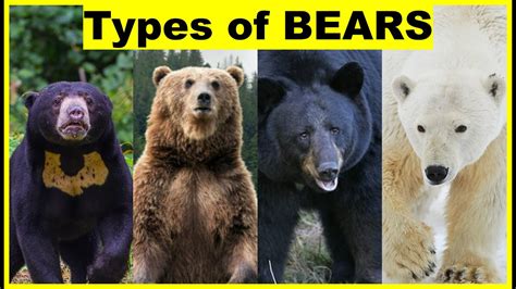 Different Types Of Bears In The World YouTube