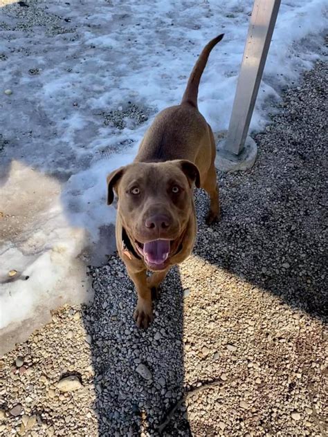 We are a group of volunteers, dedicated to finding loving forever homes for unwanted, abandoned, and surrendered boxers. Friends of Bibb County ALabama Pound - Home | Facebook