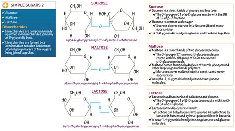 Biochemistry Disaccharides Ditki Medical Biological Sciences