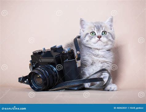 British Shorthair Cat With Camera Stock Image Image Of Shorthair